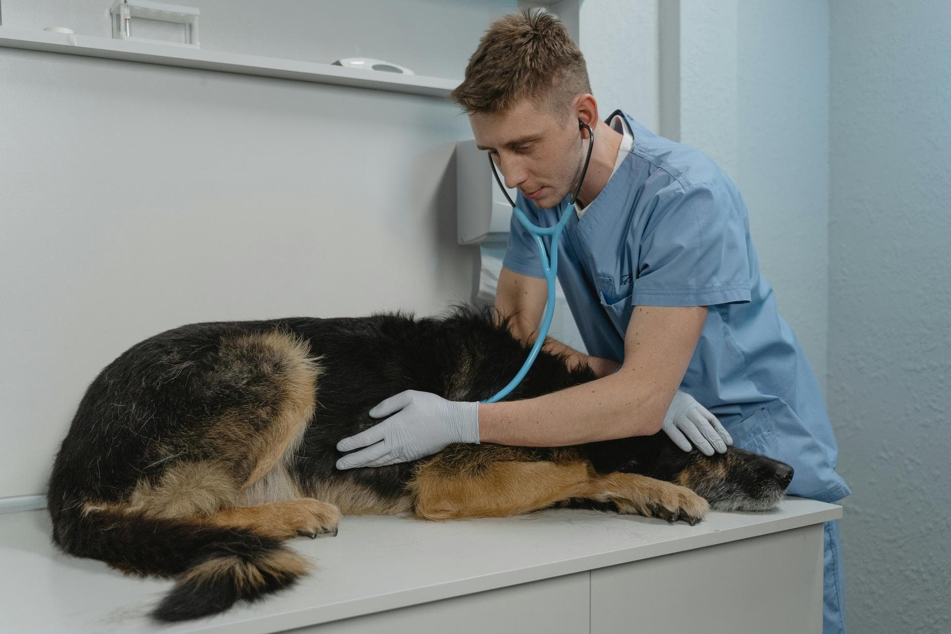 Best Vets in Kansas City