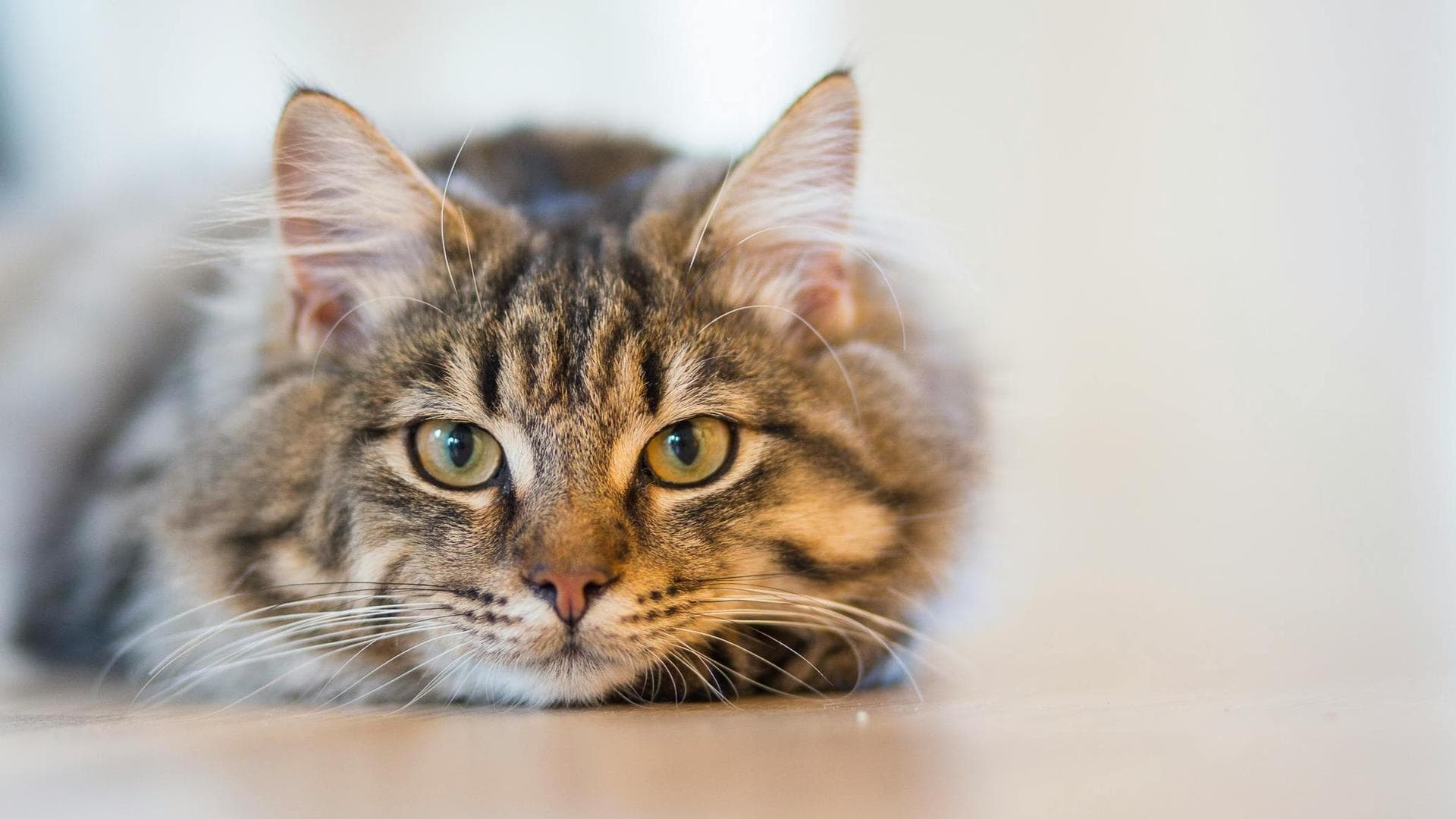 Dog & Cat Vets in Kansas City